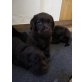 Labrador Retriever Welpen - Hündin