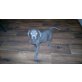 Labrador Retriever Welpen - Hündin