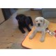 Labrador Retriever Welpen - Hündin