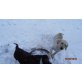 Labrador Retriever Welpen - Hündin