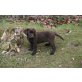 Labrador Retriever Welpen - Hündin