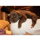 Labrador Retriever Welpen - Hündin