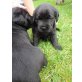 Labrador Retriever Welpen - Hündin