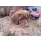 Labrador Retriever Welpen - Hündin