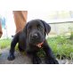 Labrador Retriever Welpen - Hündin