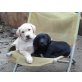 Labrador Retriever Welpen - Hündin