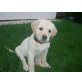 Labrador Retriever Welpen - Hündin