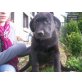Labrador Retriever Welpen - Hündin