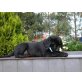 Labrador Retriever Welpen - Hündin