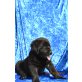 Labrador Retriever Welpen - Hündin