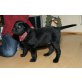 Labrador Retriever Welpen - Hündin