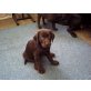 Labrador Retriever Welpen - Hündin