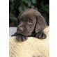 Labrador Retriever Welpen - Hündin