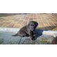 Labrador Retriever Welpen - Hündin