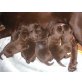 Labrador Retriever Welpen - Hündin