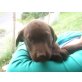 Labrador Retriever Welpen - Hündin