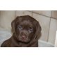 Labrador Retriever Welpen - Hündin