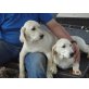 Labrador Retriever Welpen, Labrador Retriever Welpen - Hündin
