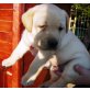 Labrador Retriever Welpen - Rüde