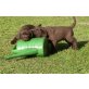 Labrador Retriever Welpen - Rüde