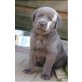 Labrador Retriever Welpen - Rüde