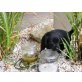 Labrador Retriever Welpen - Rüde