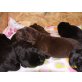 Labrador Retriever Welpen - Rüde