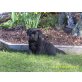 Labrador Retriever Welpen - Rüde