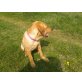 Labrador Retriever Welpen - Rüde