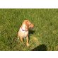 Labrador Retriever Welpen - Rüde