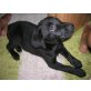 Labrador Retriever Welpen - Rüde
