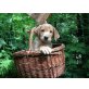 Labrador Retriever Welpen - Rüde
