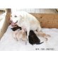 Labrador Retriever Welpen - Rüde