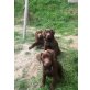 Labrador Retriever Welpen - Rüde