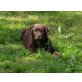 Labrador Retriever Welpen - Rüde