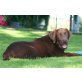 Labrador Retriever Welpen - Rüde