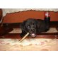 Labrador Retriever Welpen - Rüde