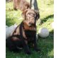 Labrador Retriever Welpen - Rüde