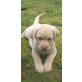 Labrador Retriever Welpen - Rüde