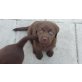 Labrador Retriever Welpen - Rüde