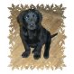 Labrador Retriever Welpen - Rüde