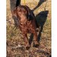 Labrador Retriever Welpen - Rüde