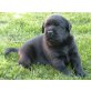 Labrador Retriever Welpen - Rüde