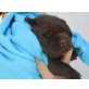 Labrador Retriever Welpen - Rüde