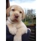 Labrador Retriever Welpen - Rüde