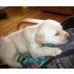 Labrador Retriever Welpen - Rüde