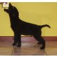 Labrador Retriever Welpen - Rüde