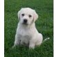 Labrador Retriever Welpen - Rüde