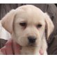 Labrador Retriever Welpen - Rüde