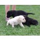 Labrador Retriever Welpen - Rüde